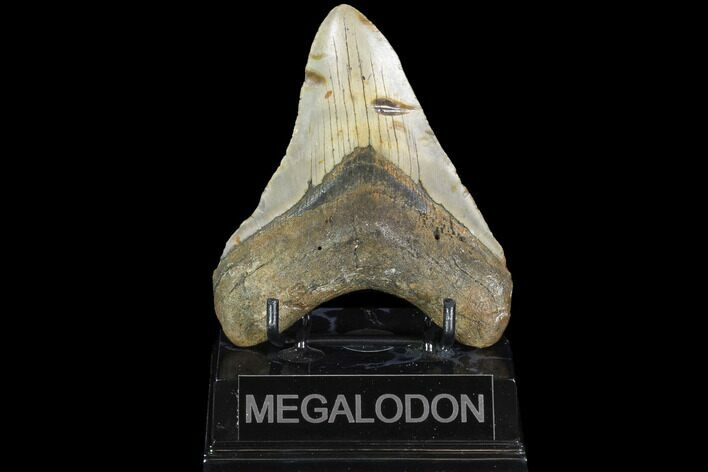 Fossil Megalodon Tooth - North Carolina #101309